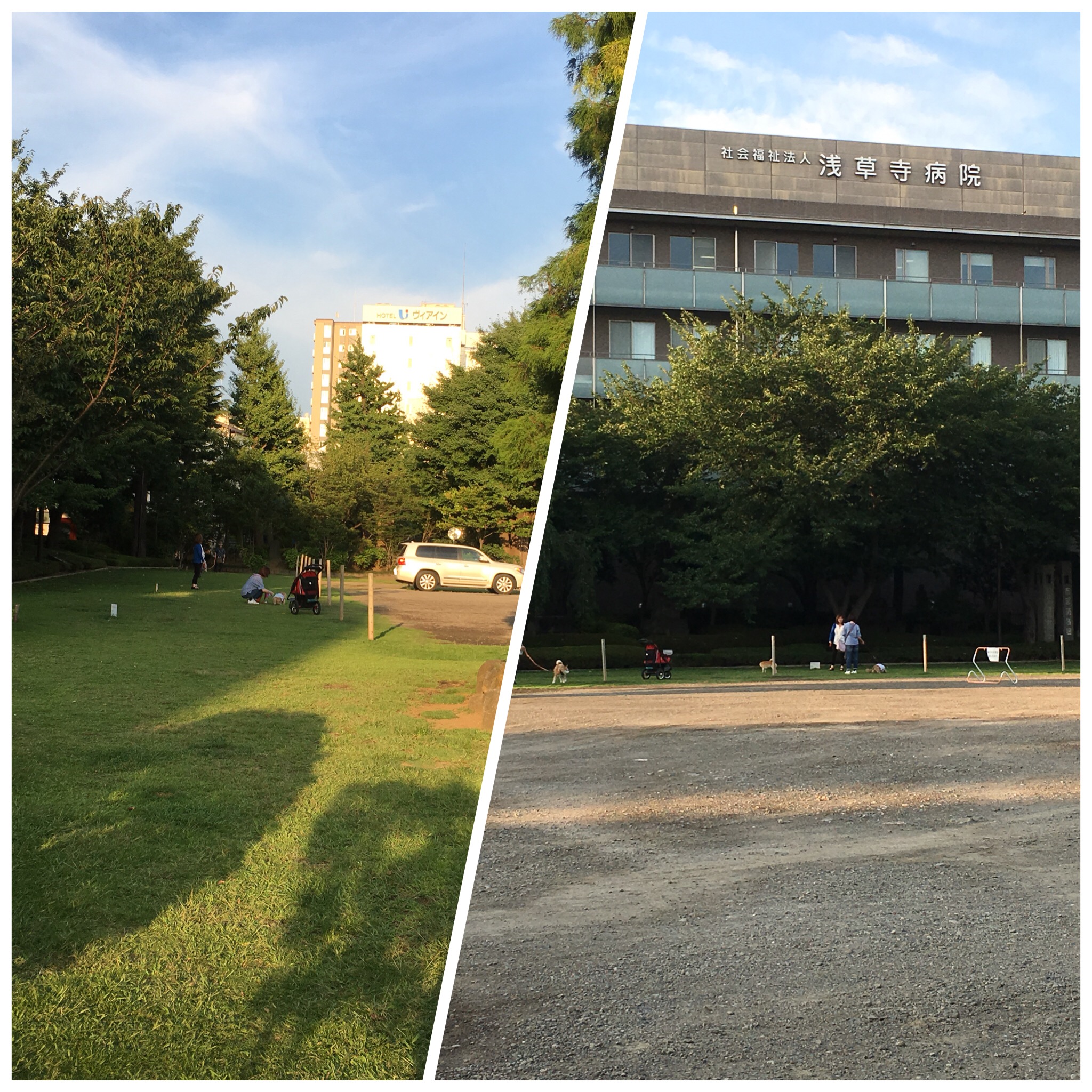 浅草寺病院前の芝生